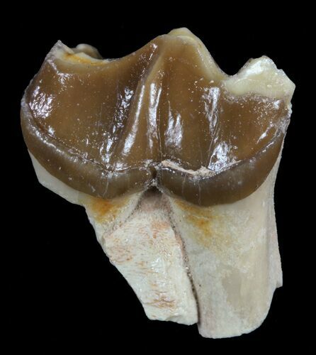 Hyracodon (Running Rhino) Tooth - South Dakota #60954